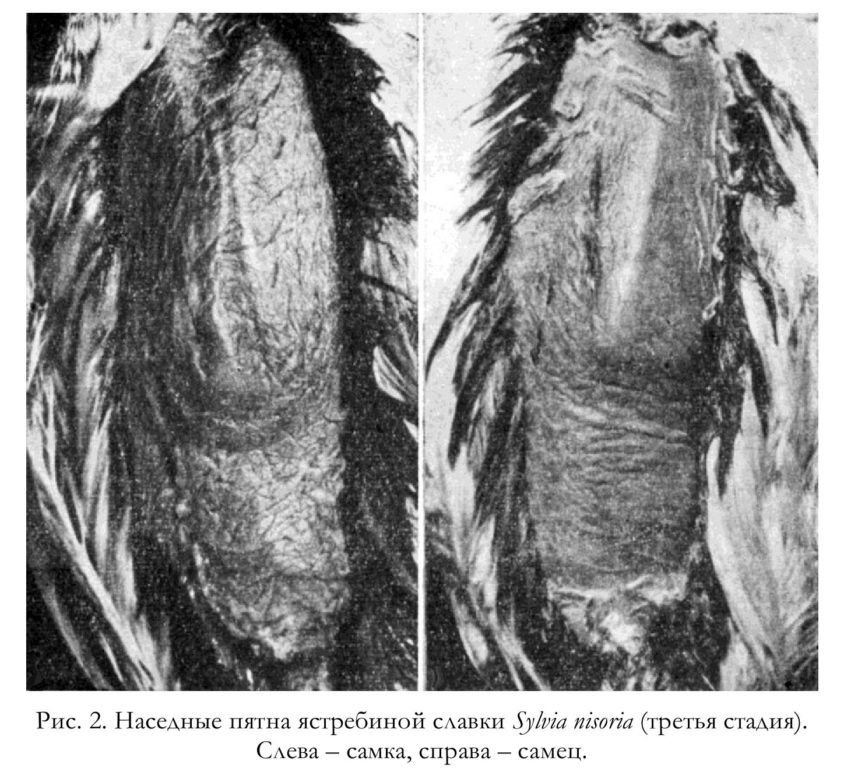 Рис. 2. Наседные пятна ястребиной славки Sylvia nisoria