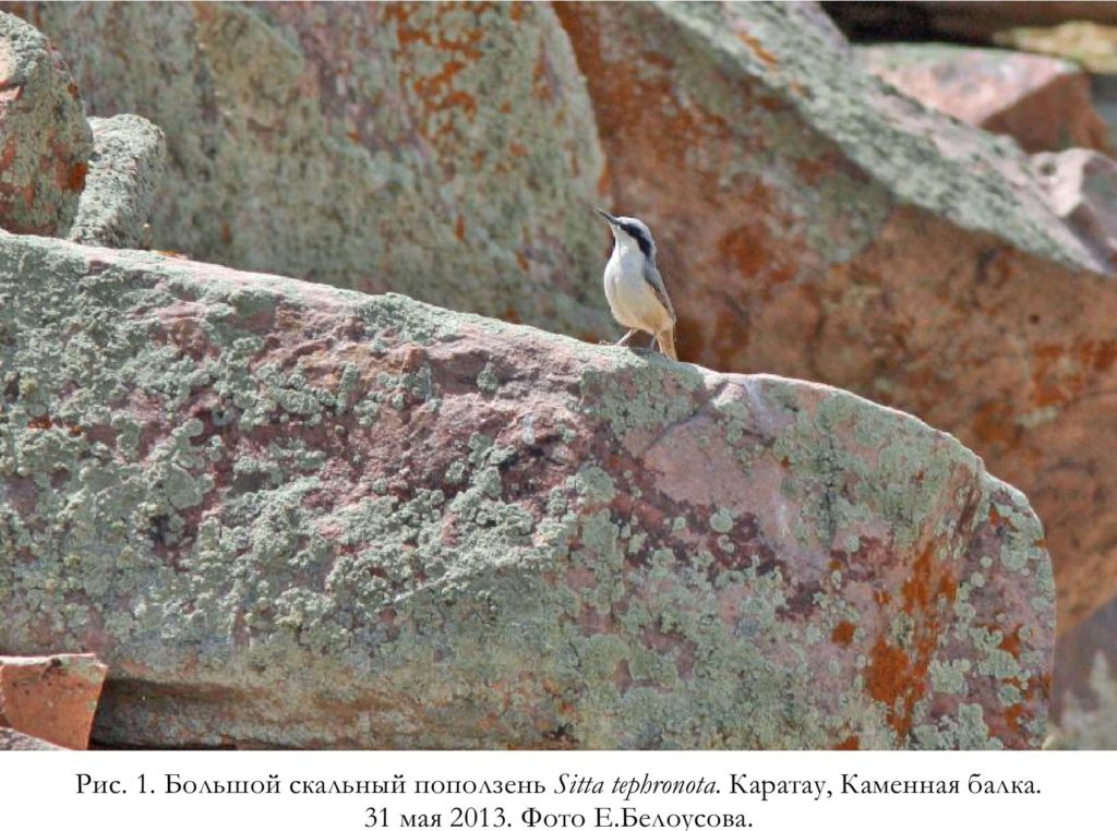 Рис. 1. Большой скальный поползень Sitta tephronota. Каратау, Каменная балка. 31 мая 2013. Фото Е.Белоусова.