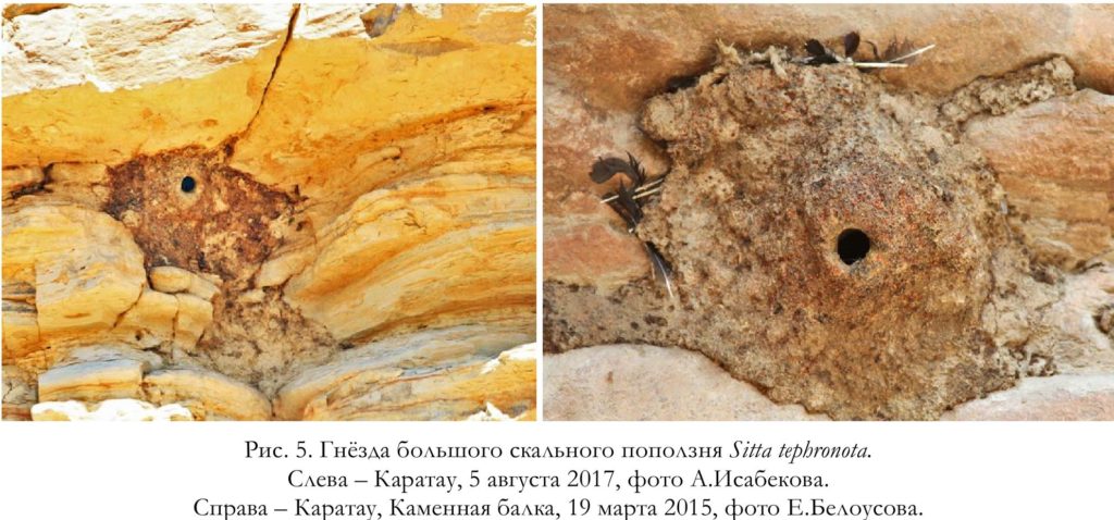 Рис. 5. Гнёзда большого скального поползня Sitta tephronota. Слева – Каратау, 5 августа 2017, фото А.Исабекова.