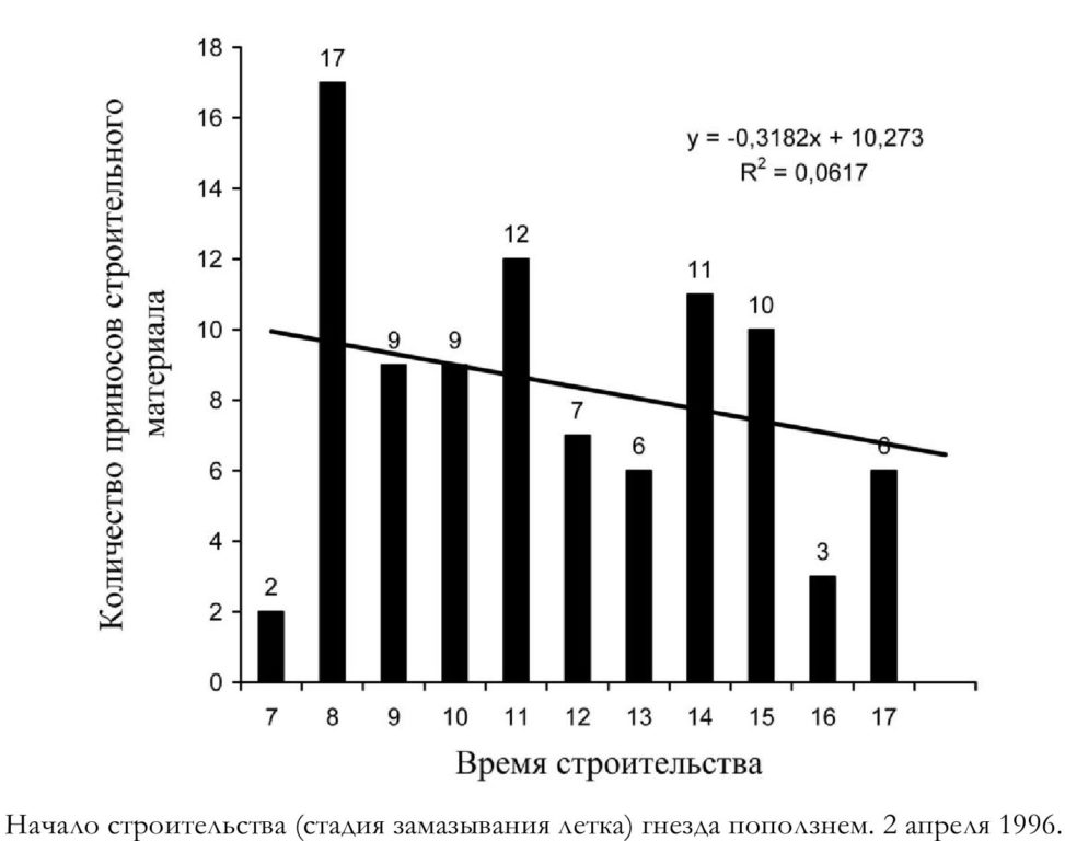 Начало строительства (стадия замазывания летка) гнезда поползнем. 2 апреля 1996