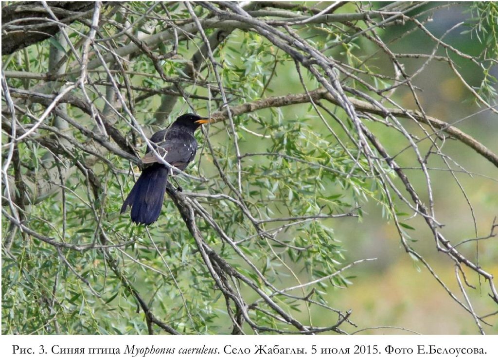 Рис. 3. Синяя птица Myophonus caeruleus. Село Жабаглы. 5 июля 2015. Фото Е.Белоусова.