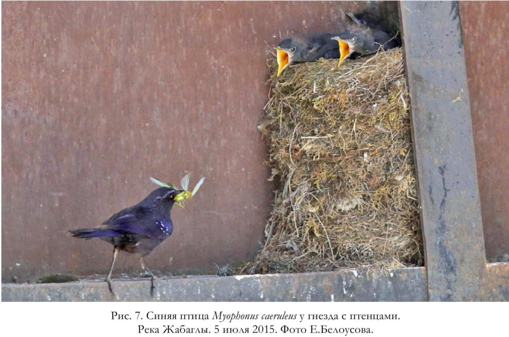 Рис. 7. Синяя птица Myophonus caeruleus у гнезда с птенцами. Река Жабаглы. 5 июля 2015. Фото Е.Белоусова.