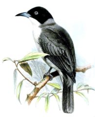 Sylvia crassirostris picture-1
