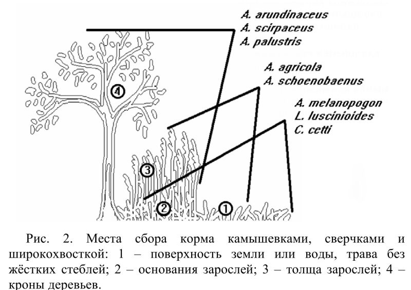 Рис. 2. Места сбора корма камышевками, сверчками и широкохвосткой