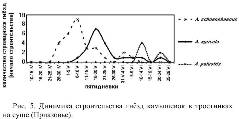 Рис. 5. Динамика строительства гнёзд камышевок в тростниках на суше (Приазовье)