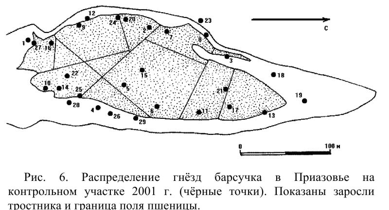 Рис. 6. Распределение гнёзд барсучка в Приазовье на контрольном участке 2001 г.