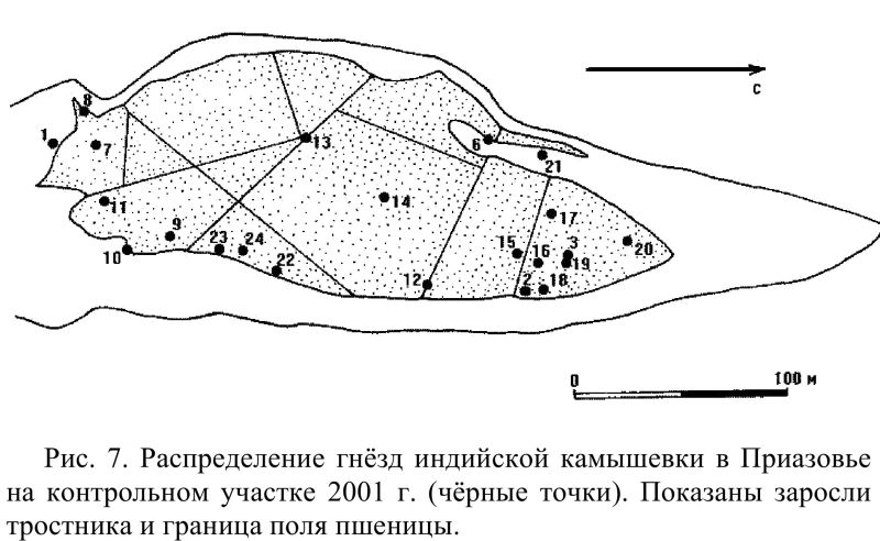 Рис. 7. Распределение гнёзд индийской камышевки в Приазовье на контрольном участке 2001 г.