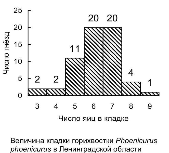 Величина кладки горихвостки Phoenicurus phoenicurus в Ленинградской области
