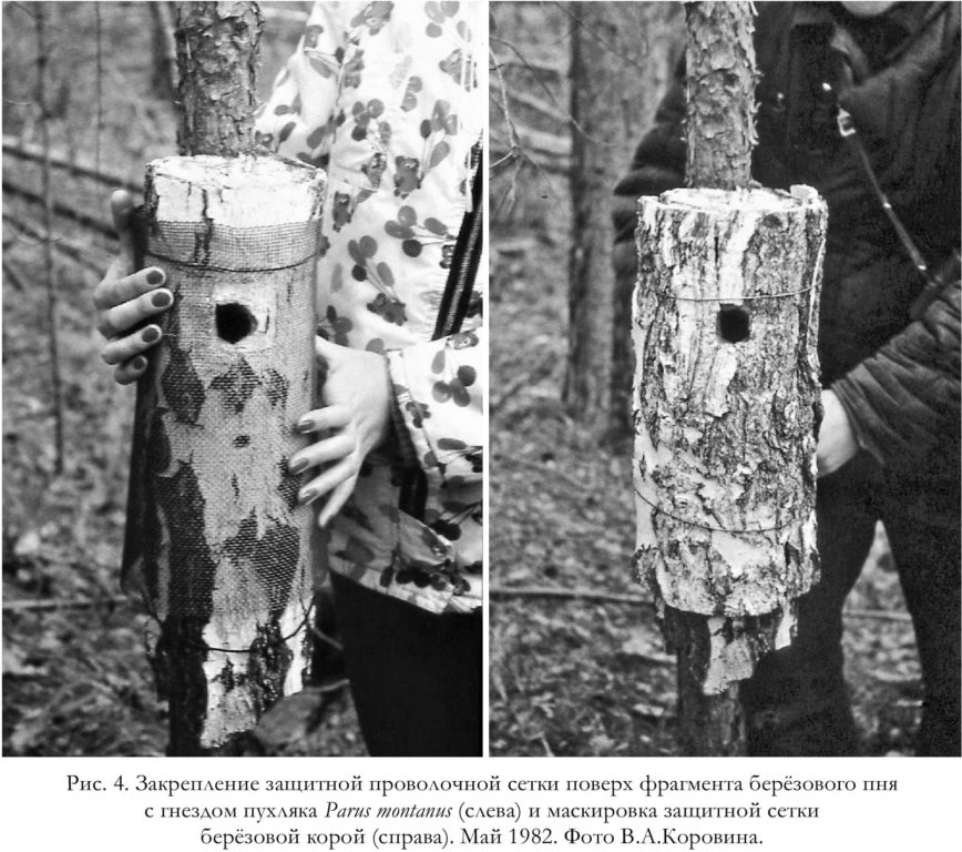 Рис. 4. Закрепление защитной проволочной сетки поверх фрагмента берёзового пня   с гнездом пухляка Parus montanus (слева) и маскировка защитной сетки   берёзовой корой (справа). Май 1982. Фото В.А.Коровина.