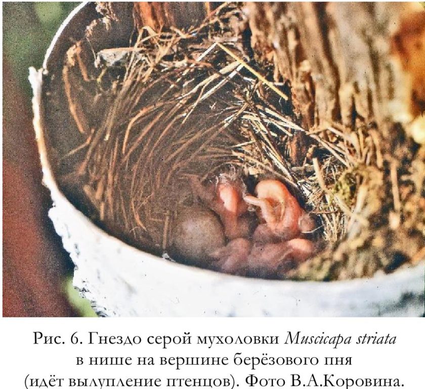 Рис. 6. Гнездо серой мухоловки Muscicapa striata   в нише на вершине берёзового пня   (идёт вылупление птенцов). Фото В.А.Коровина