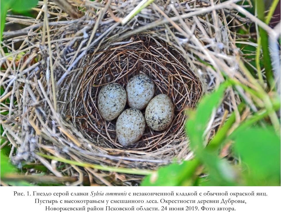 Рис. 1. Гнездо серой славки Sylvia communis с незаконченной кладкой с обычной окраской яиц.