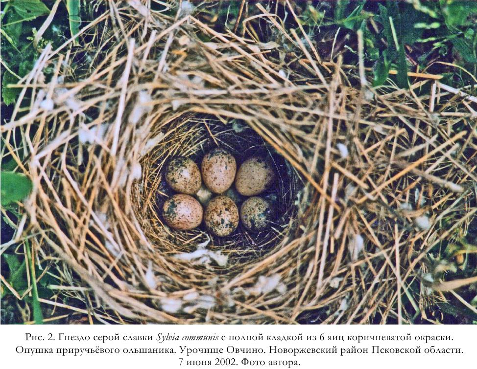 Рис. 2. Гнездо серой славки Sylvia communis с полной кладкой из 6 яиц коричневатой окраски.