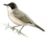 Sylvia crassirostris picture-1
