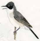 Sylvia crassirostris picture-2