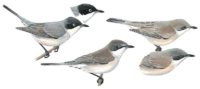 sylvia-crassirostris-picture-3.jpg
