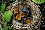 Acrocephalus palustris nest-2