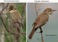 Acrocephalus palustris отличие болотной и садовой камышовок