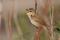 Болотная камышевка - Acrocephalus palustris (Bechstein, 1798)