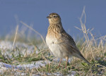 Полевой жаворонок - Alauda arvensis (Linnaeus, 1758)