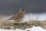 Род Полевые жаворонки – Alauda (Linnaeus, 1758)