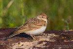 Малый жаворонок - Calandrella brachydactyla photo gallery-5