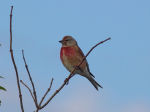 Carduelis cannabina photo gallery-1