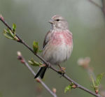 Carduelis cannabina photo gallery-2