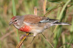Carduelis cannabina photo gallery-3