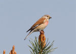 Carduelis cannabina photo gallery-4