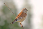 Carduelis cannabina photo gallery-5