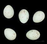 Carduelis flamm photo egg laying