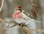 Carduelis flammea