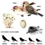 Carduelis flammea picture-2