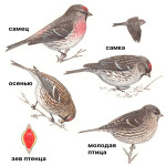 Carduelis flammea picture-3