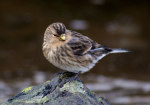 Carduelis flavirostris photo gallery-2