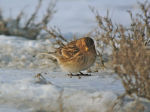 Carduelis flavirostris photo gallery-4