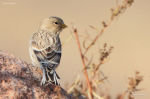 Carduelis flavirostris photo gallery-5
