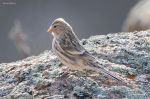 Carduelis flavirostris photo gallery-6