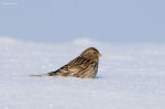 Carduelis flavirostris photo gallery-7