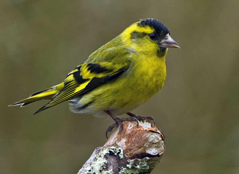 Carduelis spinus photo gallery-1