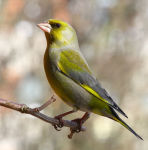 Chloris chloris photo gallery-1