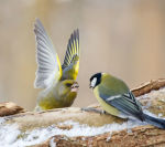 Chloris chloris photo gallery-2