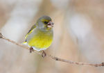 Chloris chloris photo gallery-3