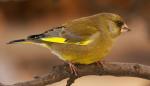 Chloris chloris photo gallery-6