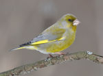 Зеленушка – Chloris chloris (Linnaeus, 1758)