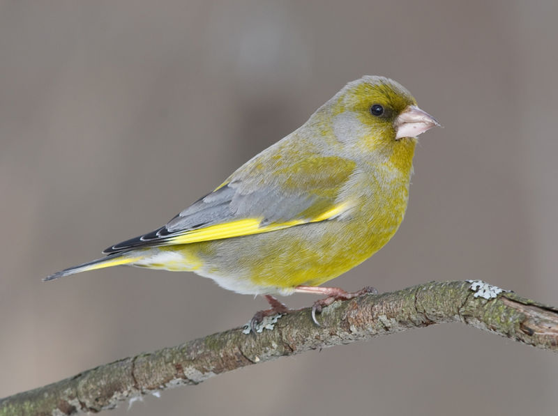 Зеленушка – Chloris chloris (Linnaeus, 1758)