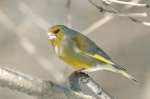 Chloris chloris photo gallery-8
