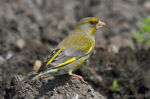 Chloris chloris photo gallery-9