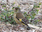 Китайская зеленушка – Chloris sinica (Linnaeus, 1766)