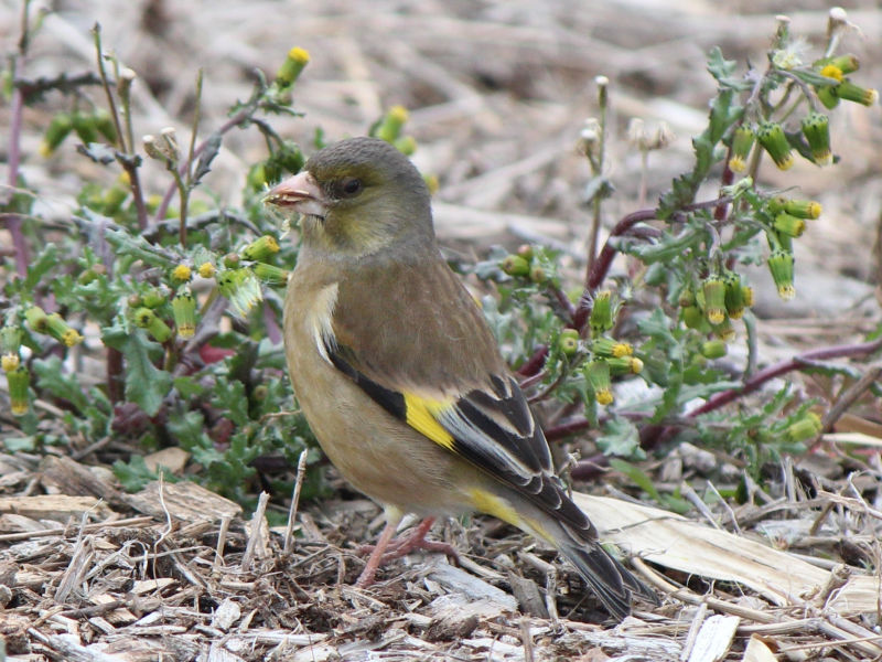 Китайская зеленушка – Chloris sinica (Linnaeus, 1766)